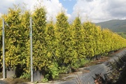 Продажа декоративных растений Pistoia Piante (Италия).                 - foto 6