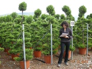 Продажа декоративных растений Pistoia Piante (Италия).                 - foto 9