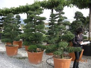 Продажа декоративных растений Pistoia Piante (Италия).                 - foto 11