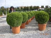 Продажа декоративных растений Pistoia Piante (Италия).                 - foto 15