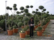 Продажа декоративных растений Pistoia Piante (Италия).                 - foto 18